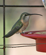Lucifer-Hummingbird female